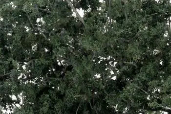 Woodland Scenics Fine Leaf Foliage Dark Green/75 Ci 1