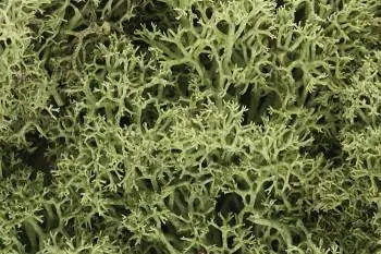 Woodland Scenics Lichen - Spring Green (1.5Qt) 1