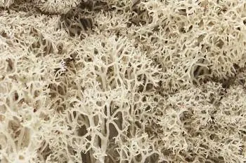 Woodland Scenics Lichen - Natural (1.5Qt) 1